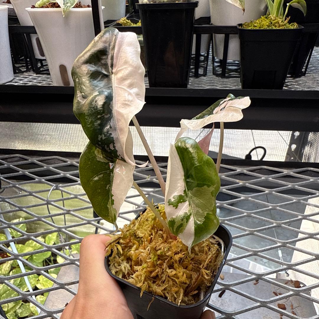 ★*★様 極上 アロカシア チャントリエリ ピンク