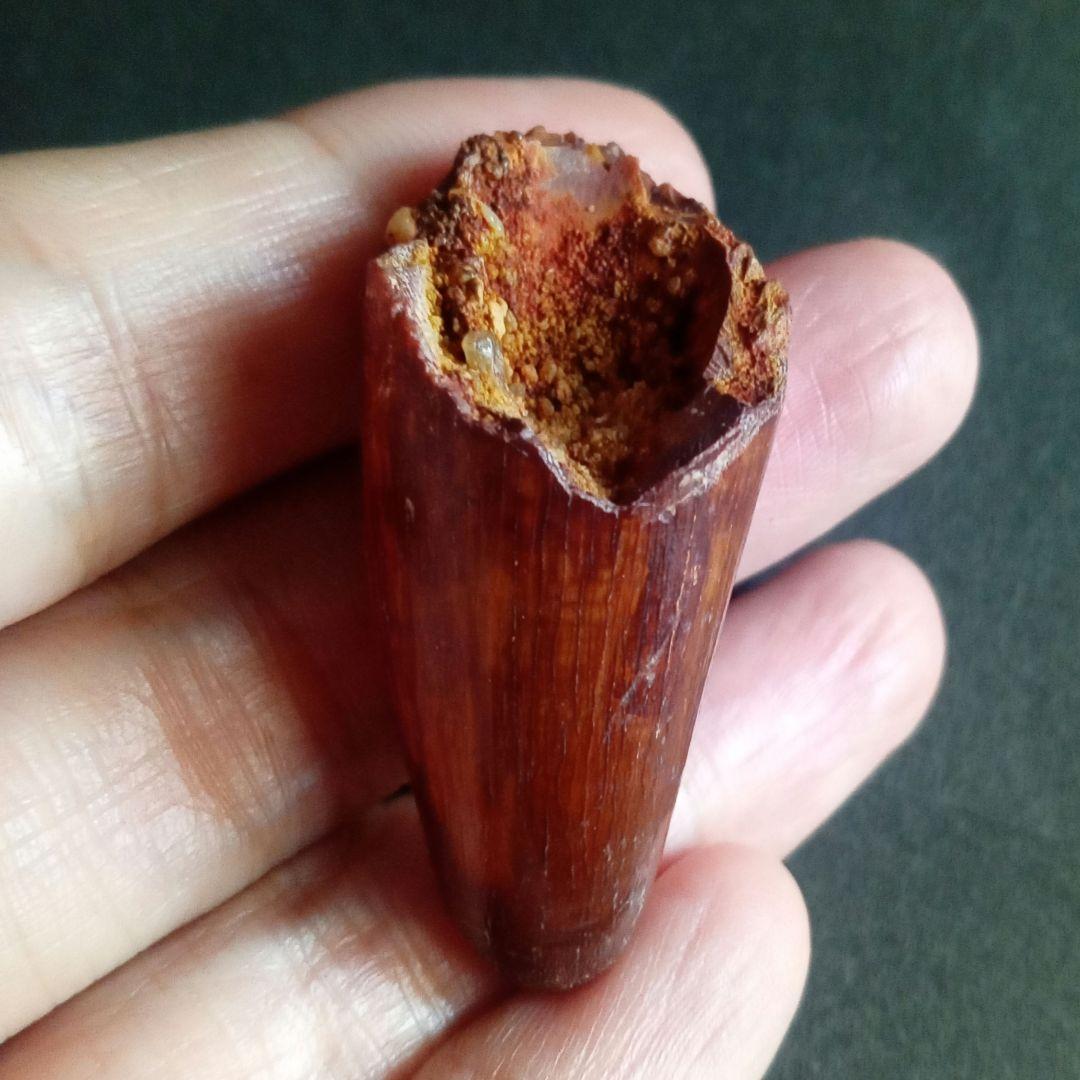 白亜紀　大型ワニ形類　エロスクス　極美麗