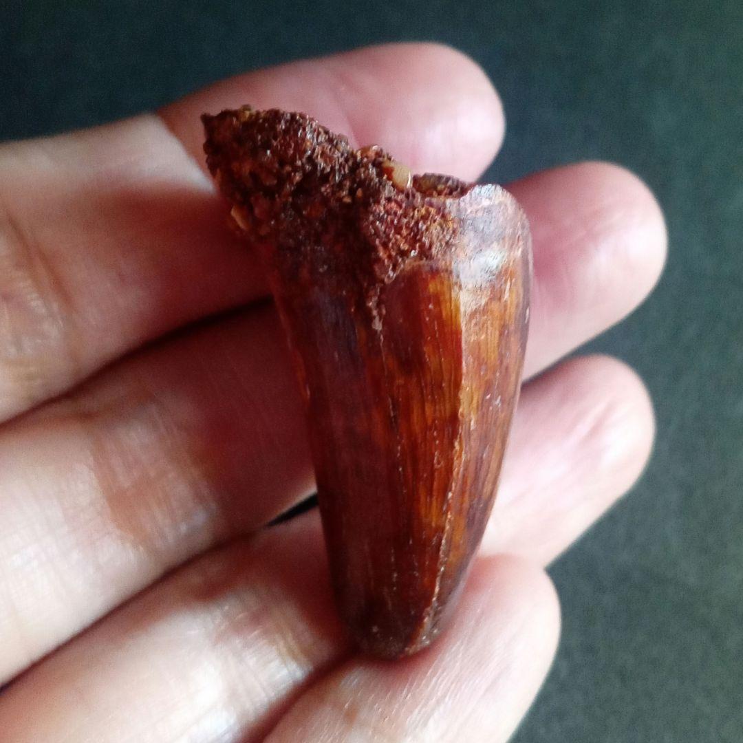 白亜紀　大型ワニ形類　エロスクス　極美麗