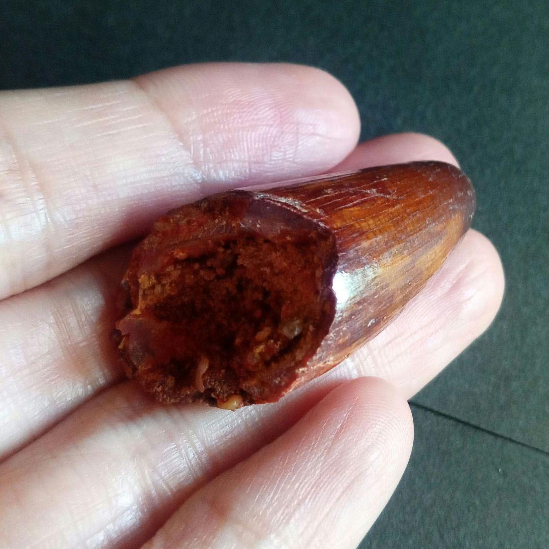 白亜紀　大型ワニ形類　エロスクス　極美麗