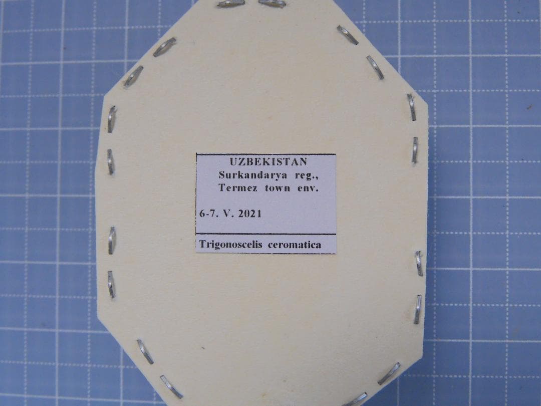 ウズベキスタン産 ゴミムシダマシ 33mm