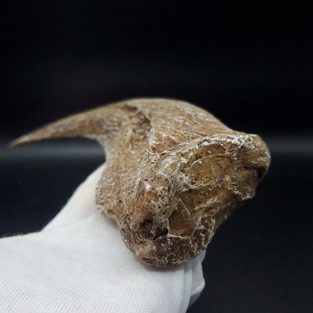 スピノサウルス 爪 レプリカ 181.40mm spr8