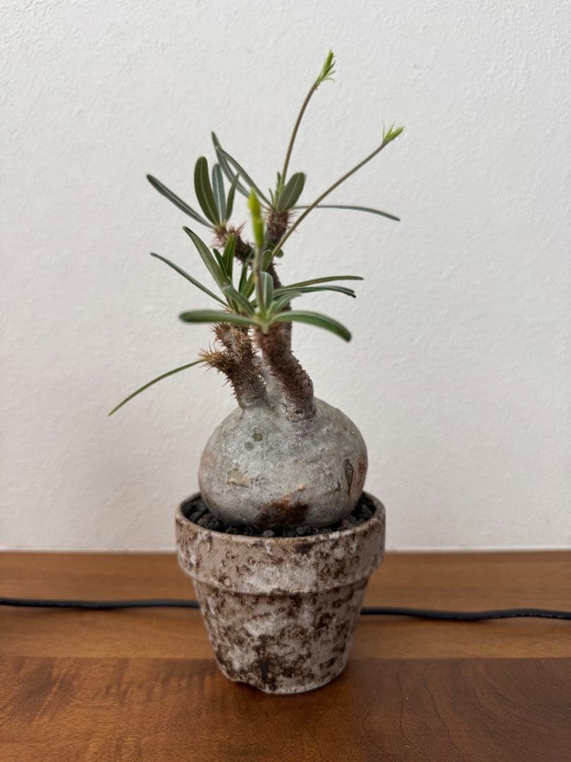 最終値下げ　パキポディウムグラキリス　現地球　真ん丸ボディ