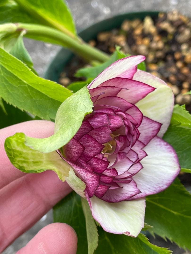 【野田園芸】2/5写真追加　dd クリスマスローズ　苗　No.①