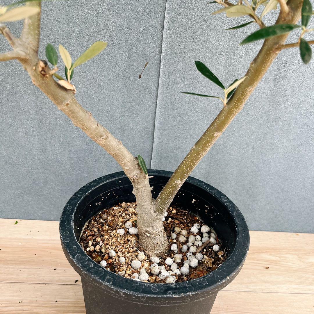 ［現品］37番　創樹　オリーブ　ピクアル　7号　大型　屋外　オリーブの木　人気