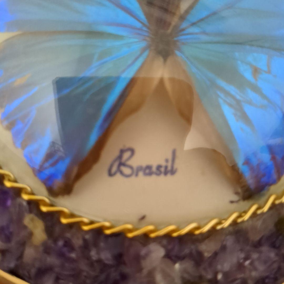 ブラジル産モルフォ蝶の標本