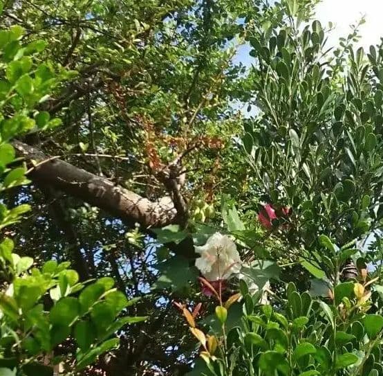 【時代 黄瀬戸】葵紋向付け5客