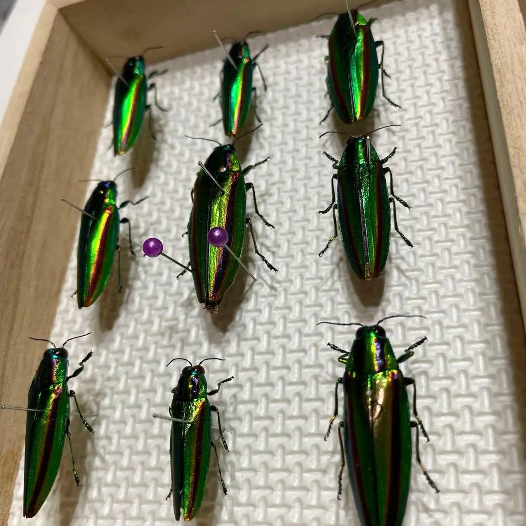 タマムシ　標本