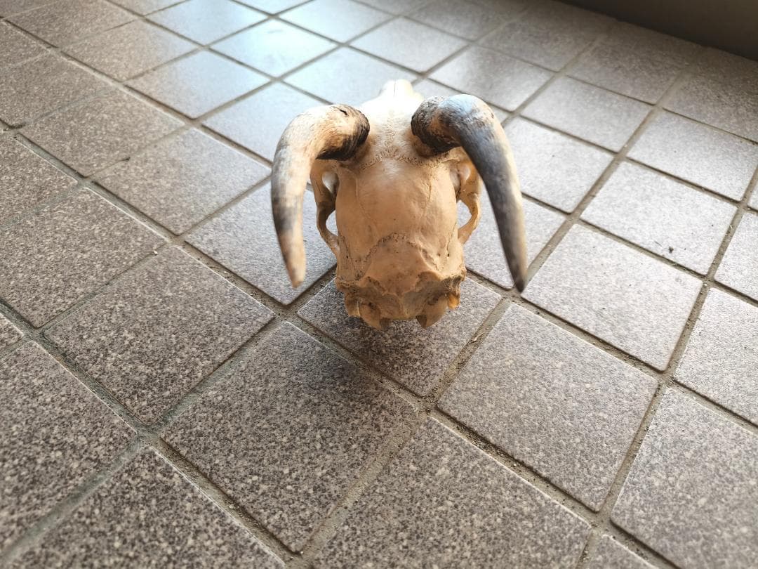 カモシカの頭蓋骨