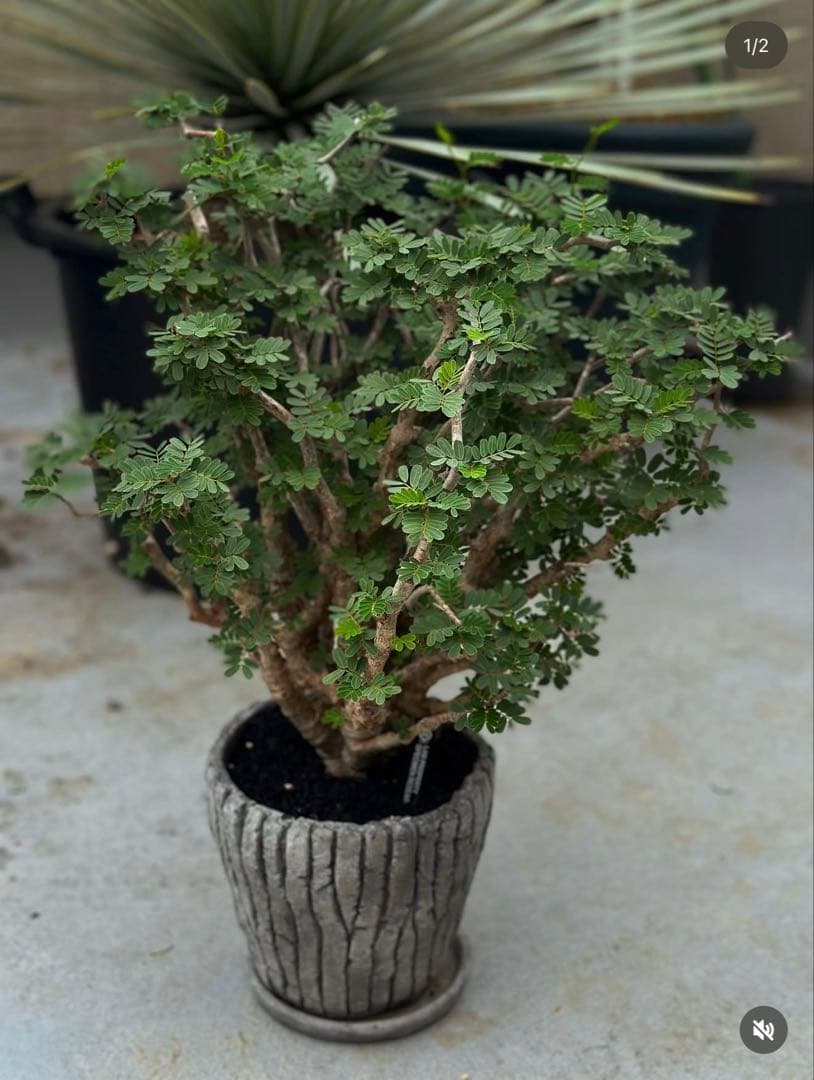 大きめセンナメリディオナリス