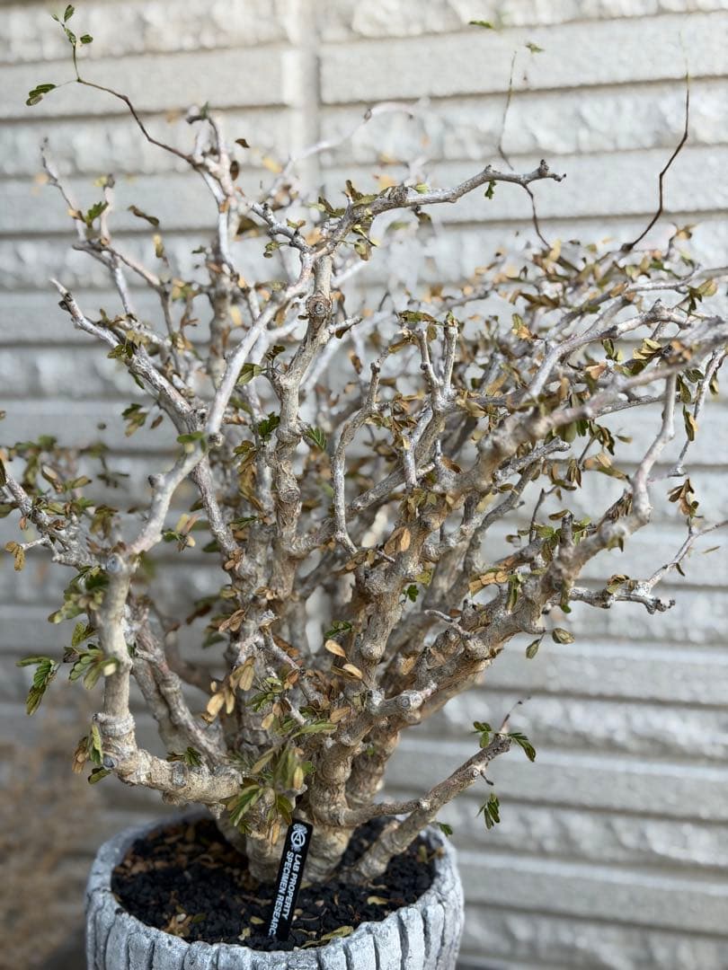 大きめセンナメリディオナリス