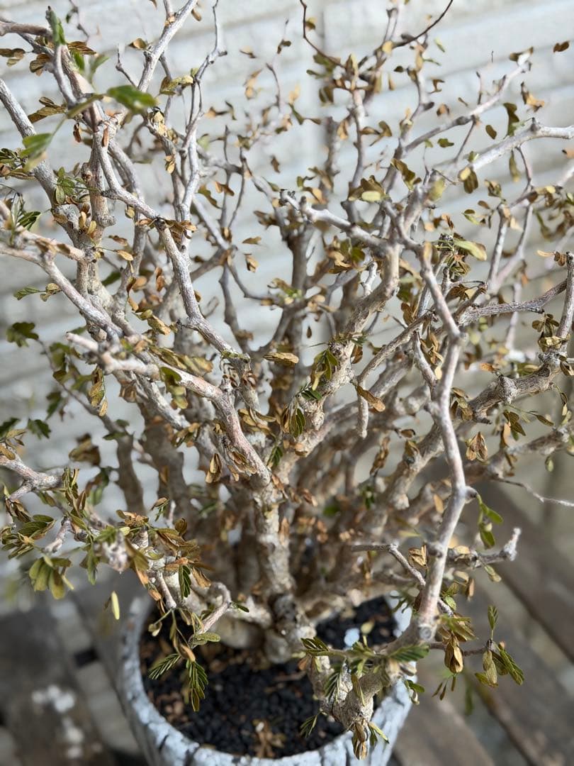 大きめセンナメリディオナリス