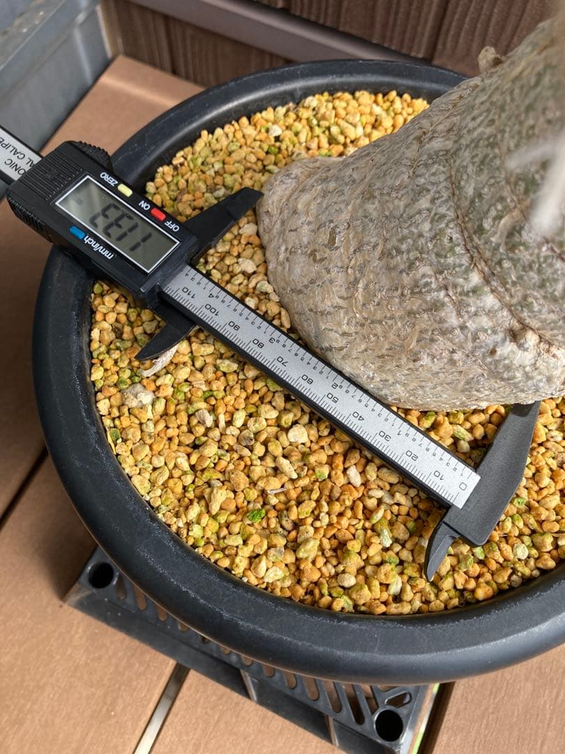 大型株 菊鉢８号 フォークイエリア コルムナリス 観峰玉 現地球