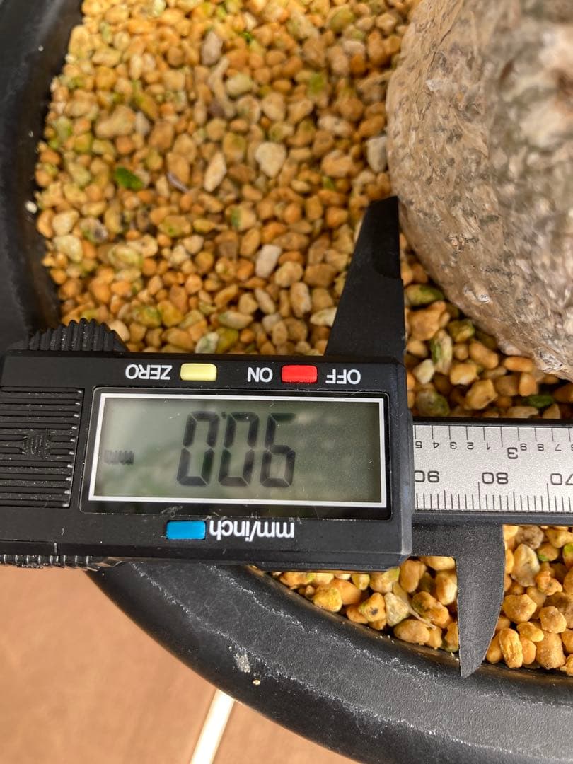 大型株 菊鉢８号 フォークイエリア コルムナリス 観峰玉 現地球