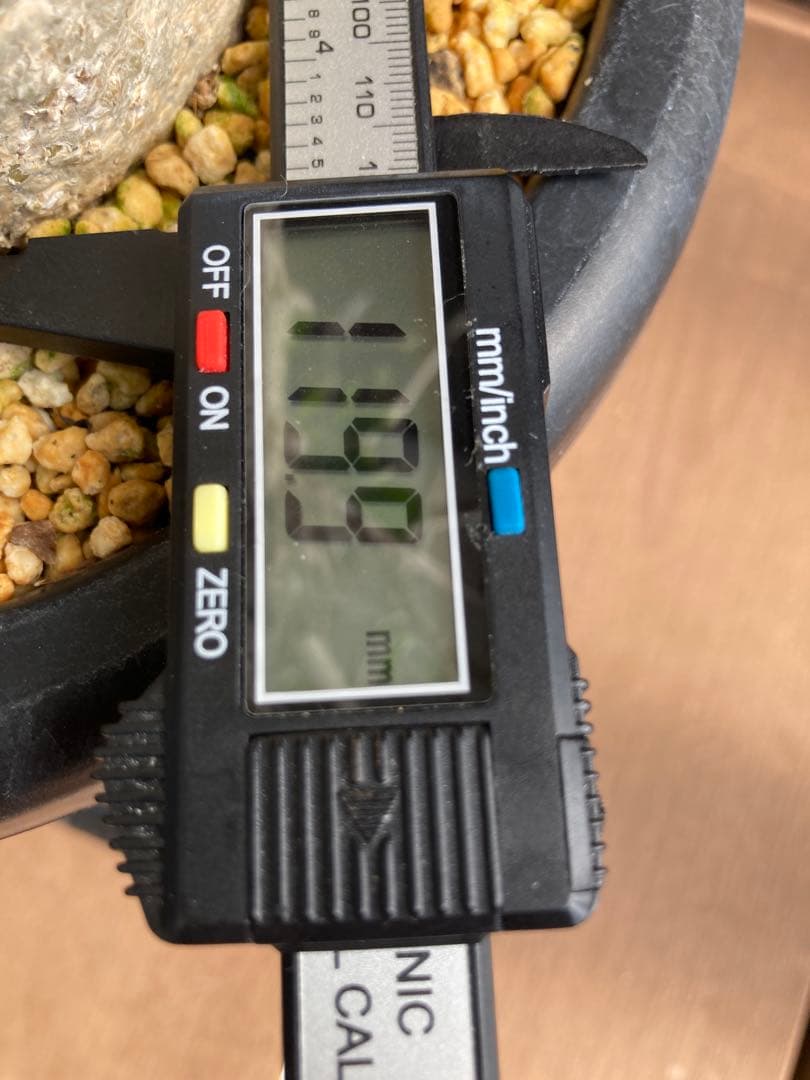 大型株 菊鉢８号 フォークイエリア コルムナリス 観峰玉 現地球