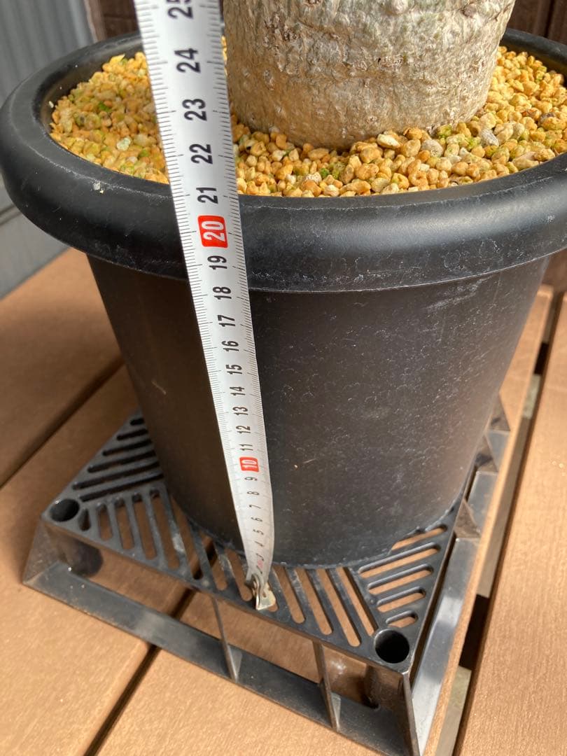 大型株 菊鉢８号 フォークイエリア コルムナリス 観峰玉 現地球