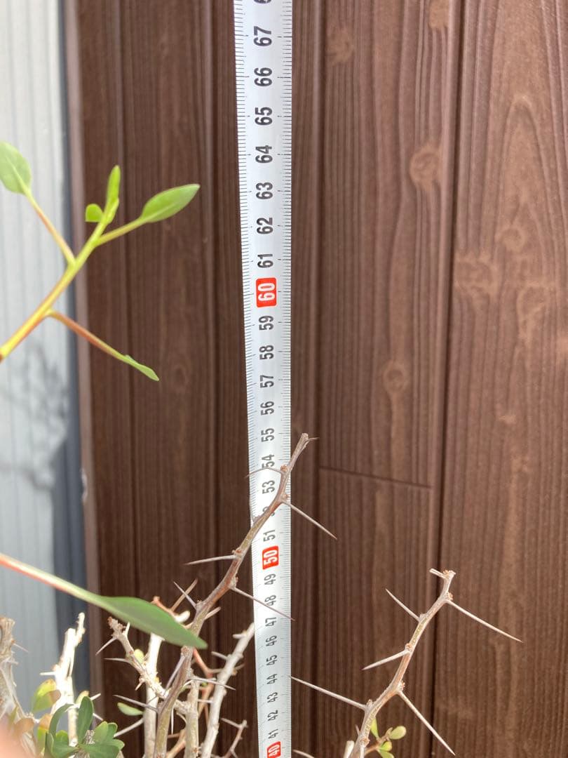 大型株 菊鉢８号 フォークイエリア コルムナリス 観峰玉 現地球