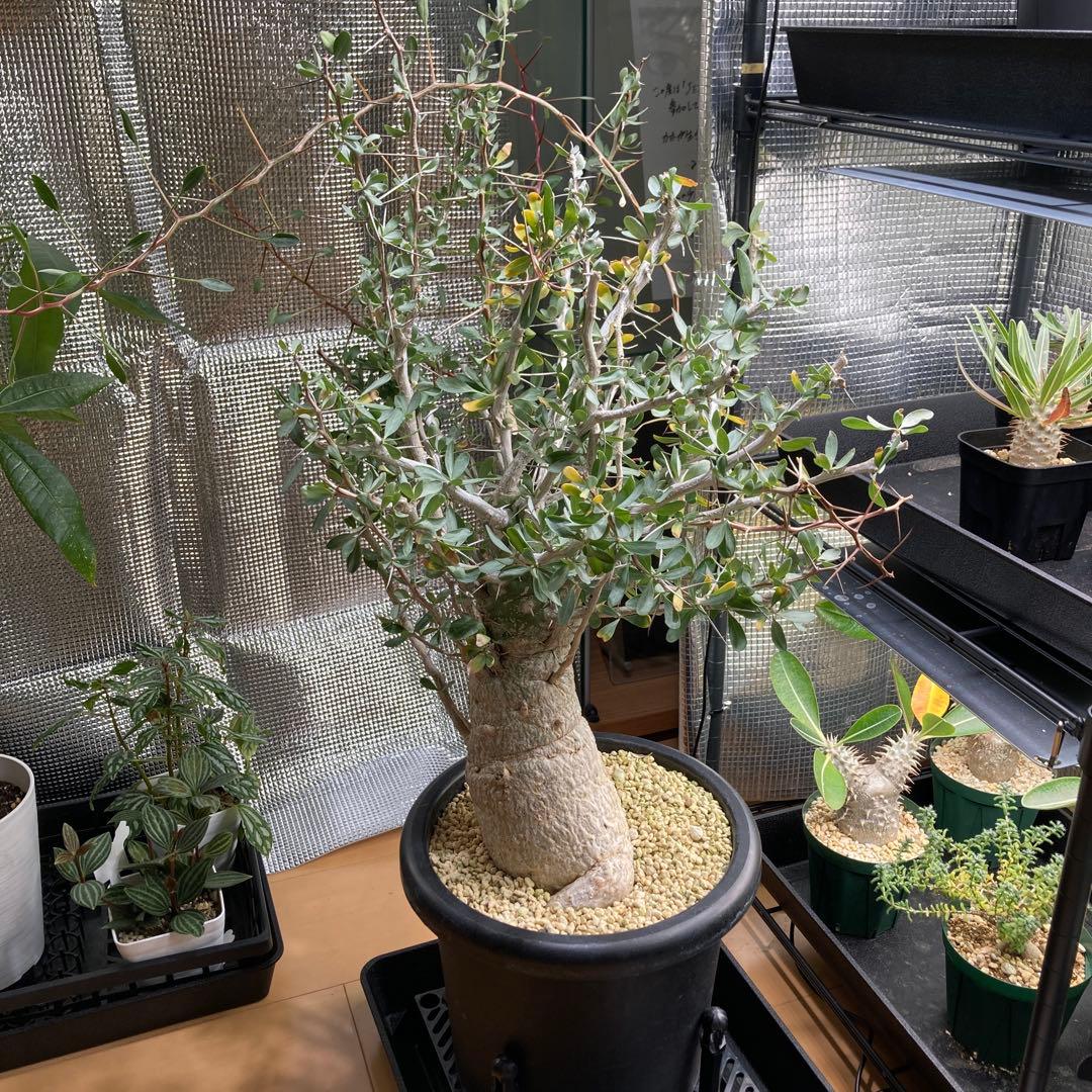 大型株 菊鉢８号 フォークイエリア コルムナリス 観峰玉 現地球