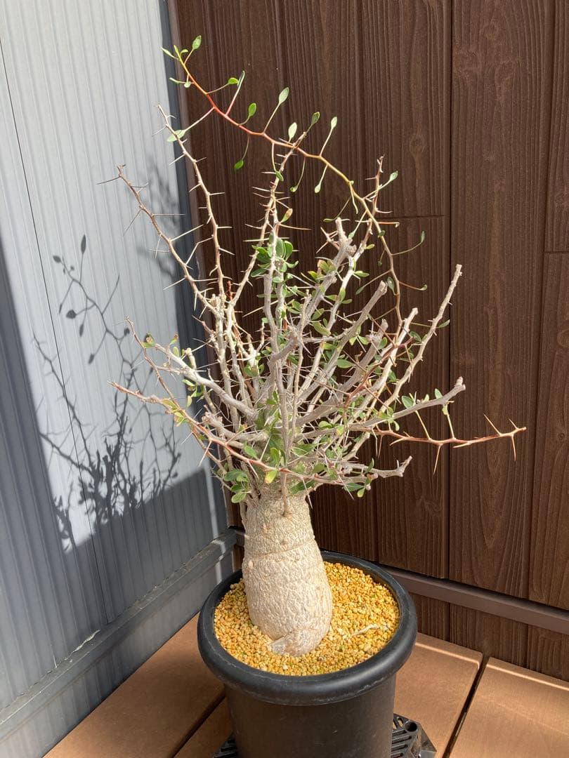 大型株 菊鉢８号 フォークイエリア コルムナリス 観峰玉 現地球