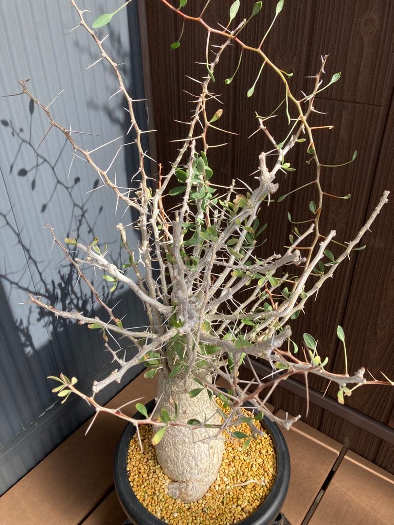 大型株 菊鉢８号 フォークイエリア コルムナリス 観峰玉 現地球