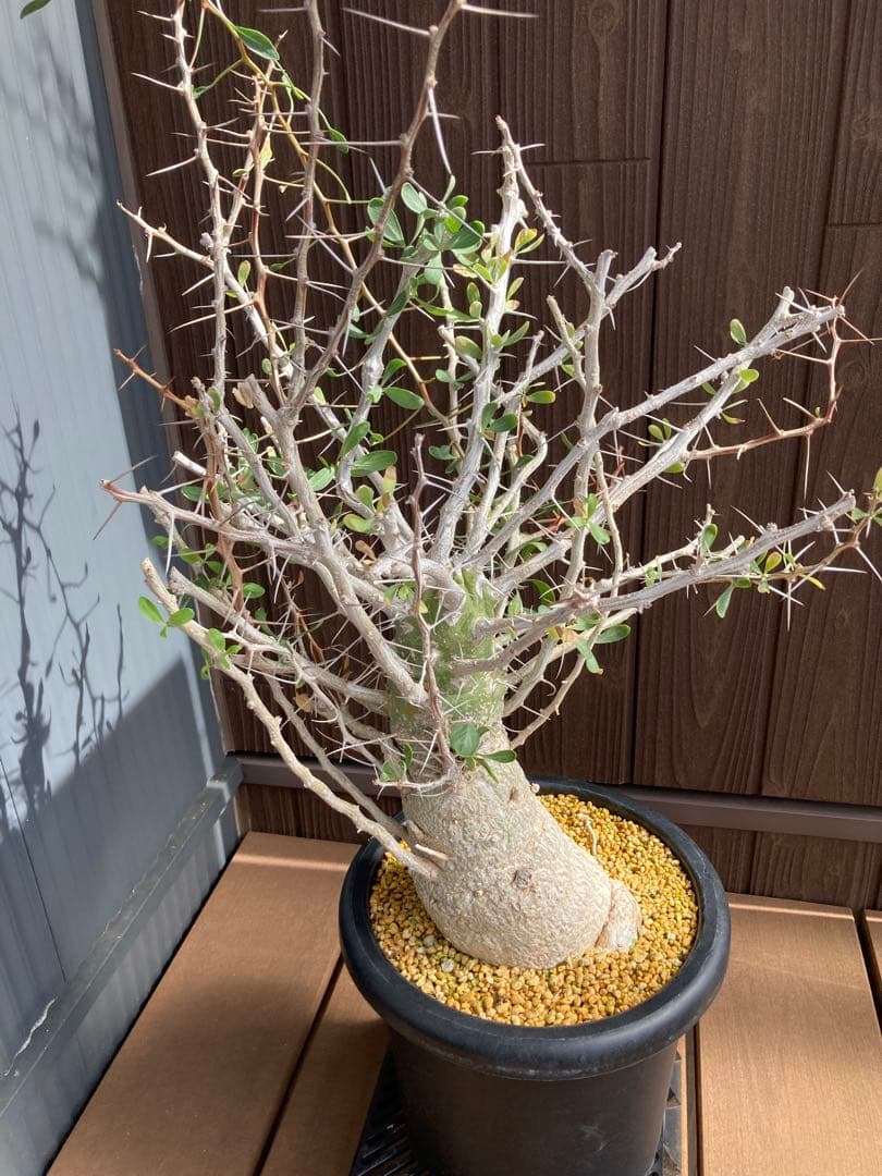 大型株 菊鉢８号 フォークイエリア コルムナリス 観峰玉 現地球