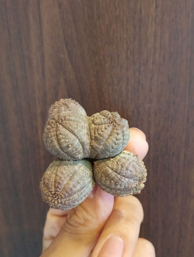 希少 ユーフォルビア オベサ 多頭 ダブルベッド