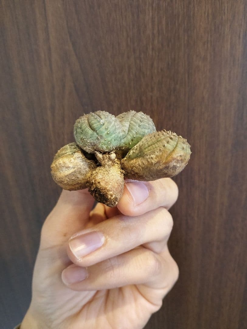 希少 ユーフォルビア オベサ 多頭 ダブルベッド