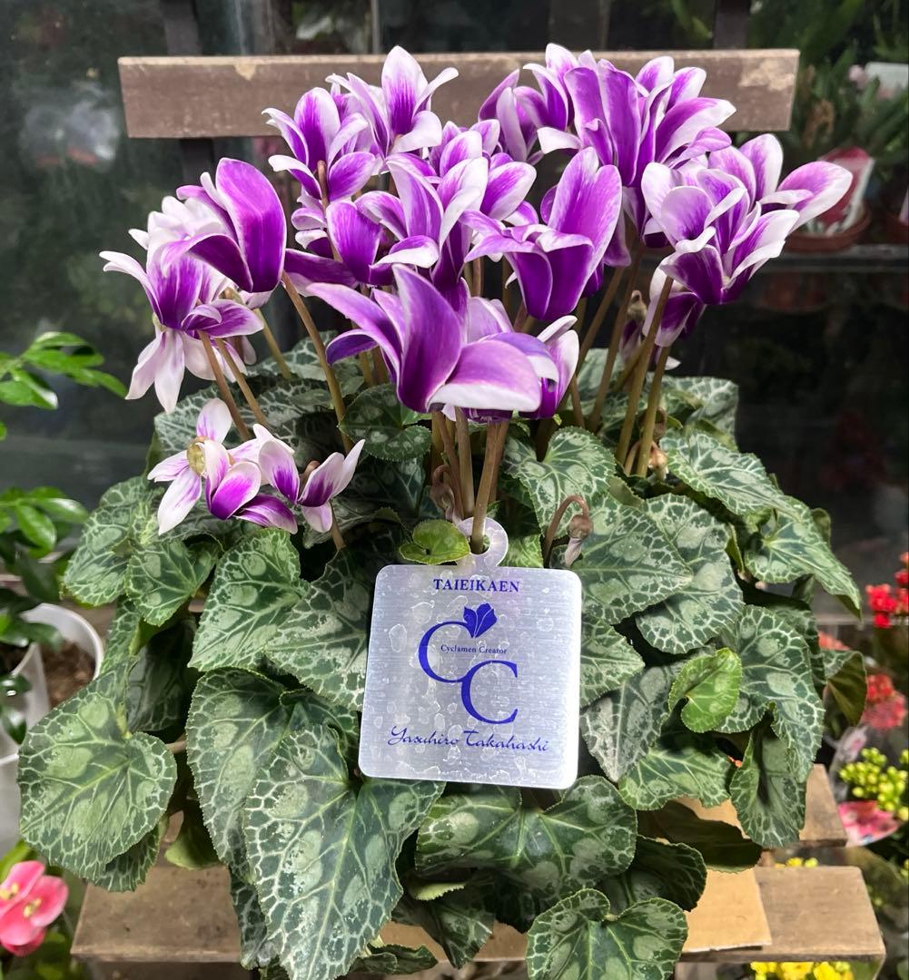 ブルーシクラメン　胡蝶　底面給水5寸鉢ごと　苗　植物