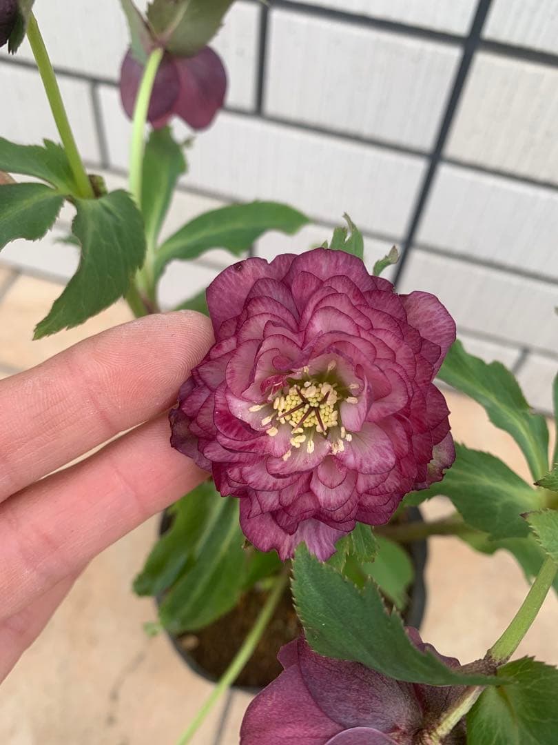 クリスマスローズ　野田園芸　小輪