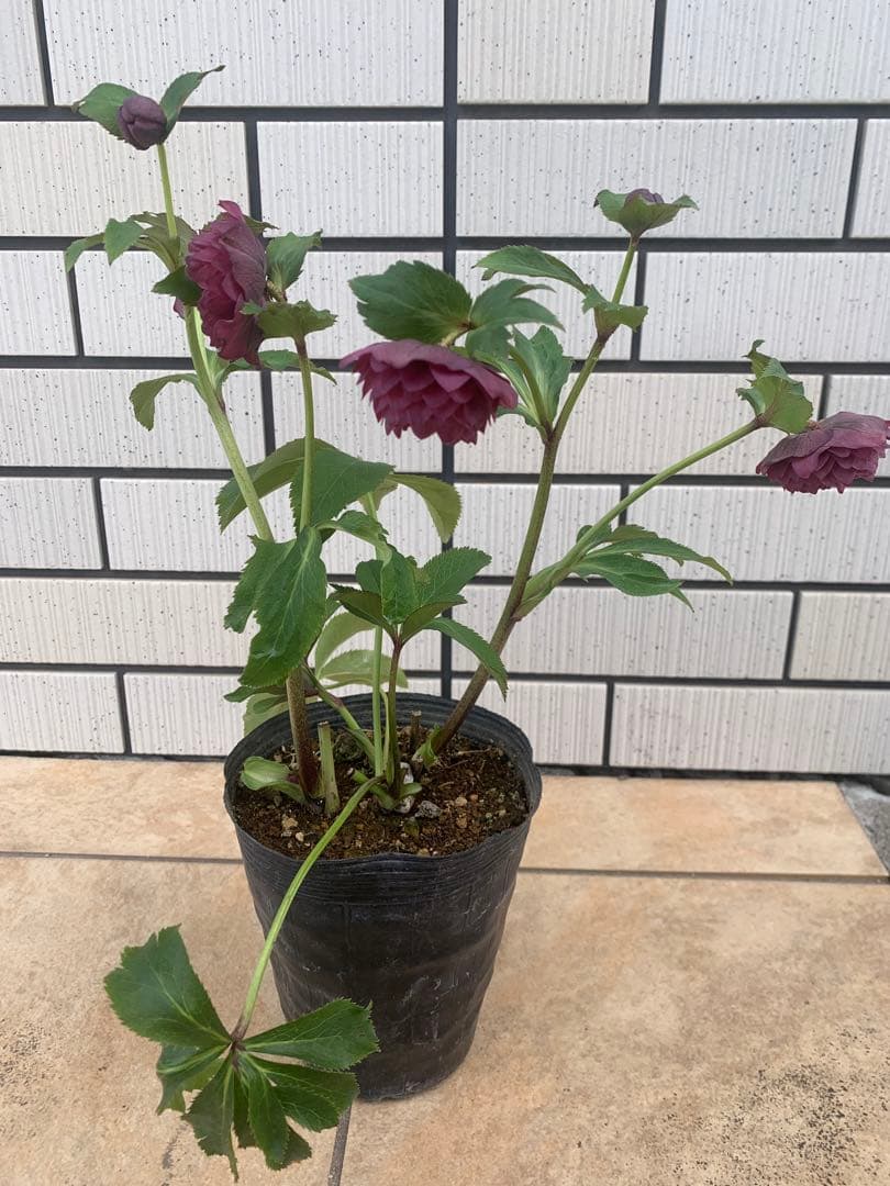 クリスマスローズ　野田園芸　小輪