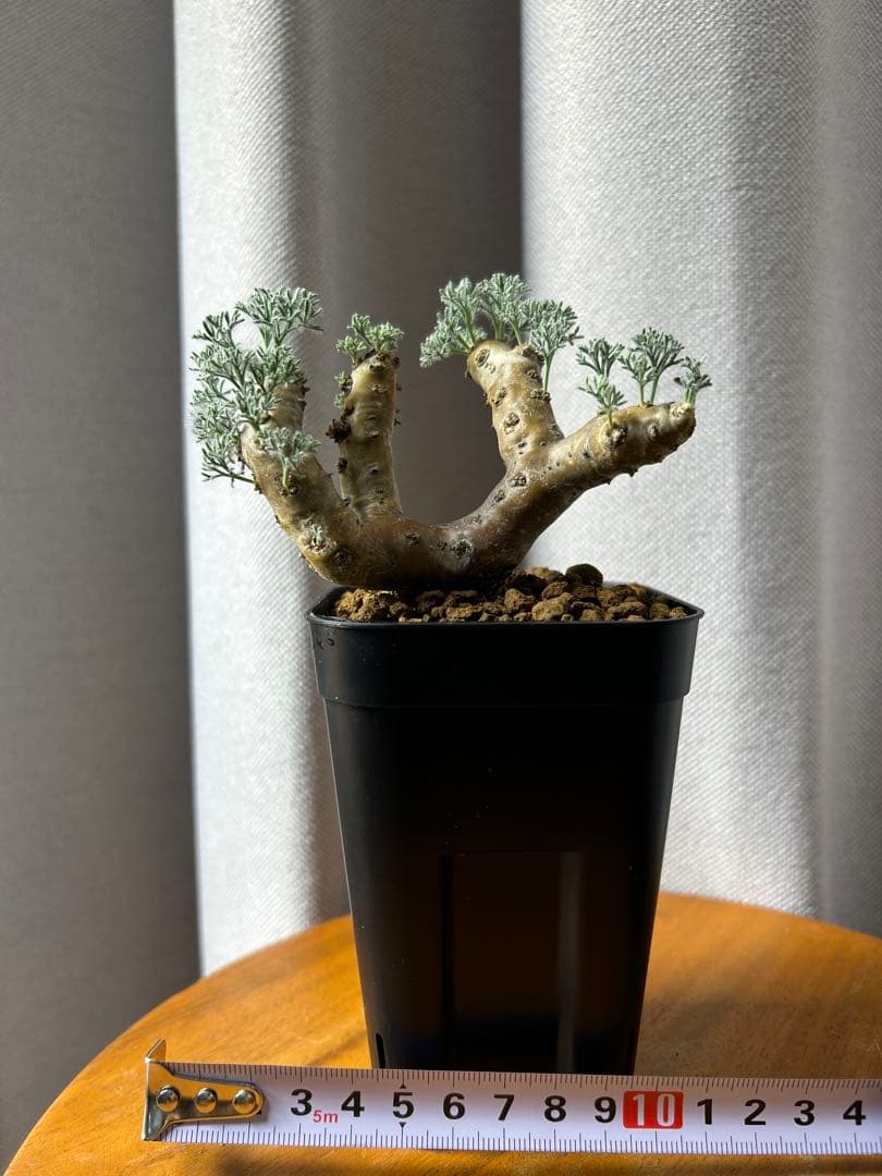 良型発根2サルコカウロン ムルチフィズム モンソニア ムルチフィダペラルゴニウム