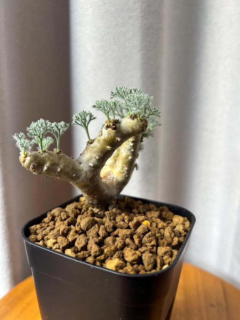 良型発根2サルコカウロン ムルチフィズム モンソニア ムルチフィダペラルゴニウム