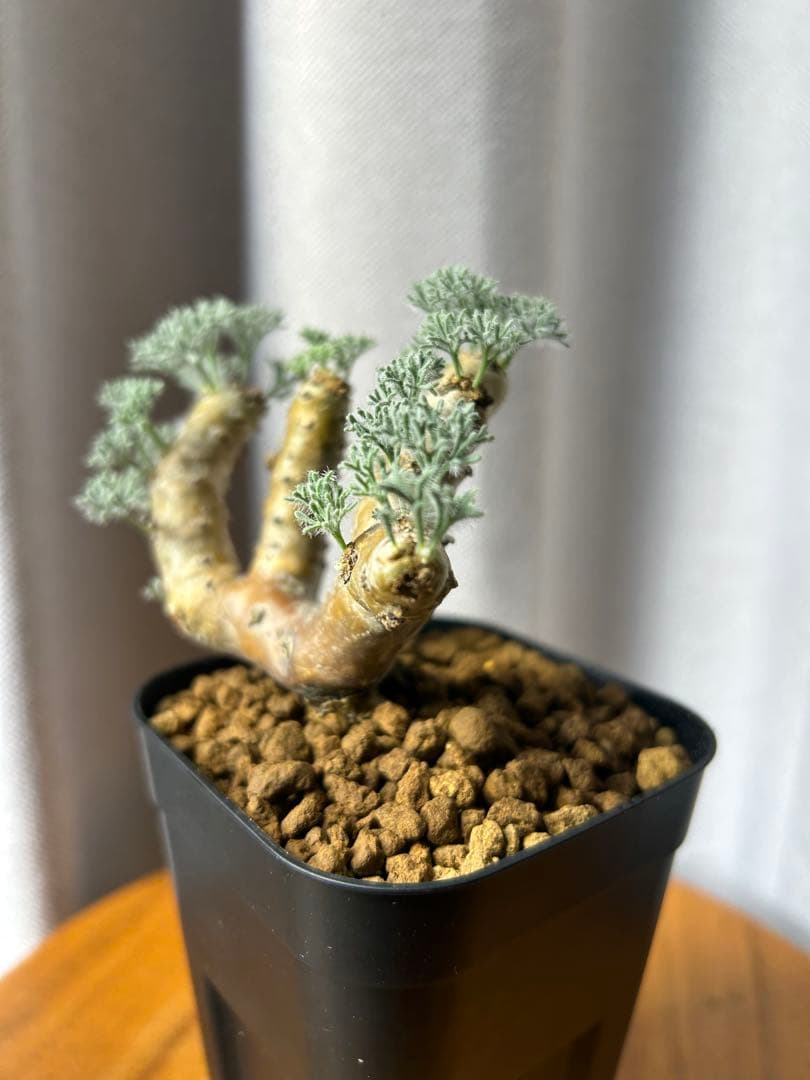 良型発根2サルコカウロン ムルチフィズム モンソニア ムルチフィダペラルゴニウム