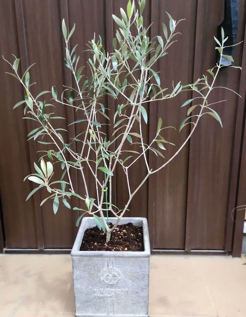 オリーブの木　エルグレコ　スクエア型石膏鉢植え　苗　シンボルツリー