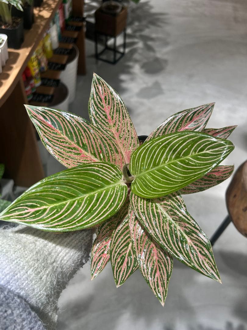 アグラオネマ　ゴールデンホープ