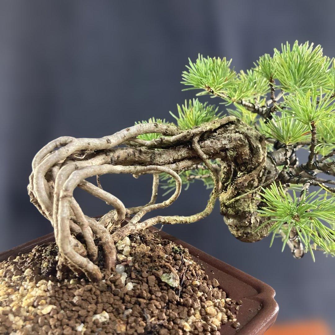 根上がり、赤石五葉松、懸崖、40年強 目立った傷汚れなし