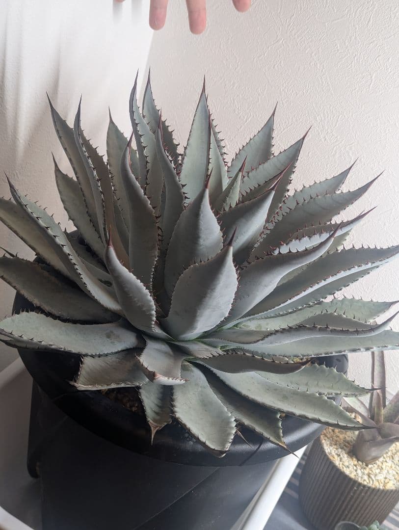 秘蔵株（ブラスポ×イシスメンシス×屈原の舞扇）×グアダラハラナ 発根活着済