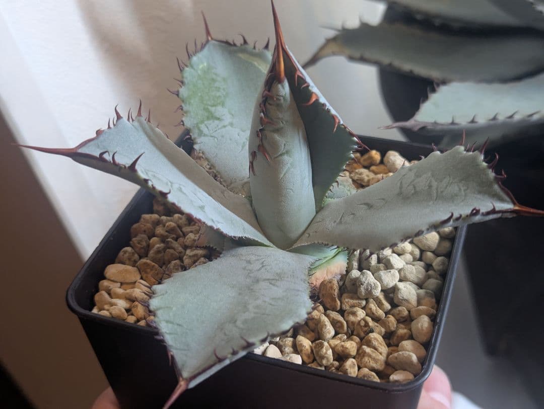 秘蔵株（ブラスポ×イシスメンシス×屈原の舞扇）×グアダラハラナ 発根活着済