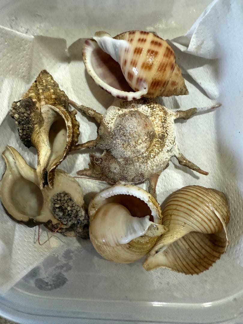 貝　まとめ売り