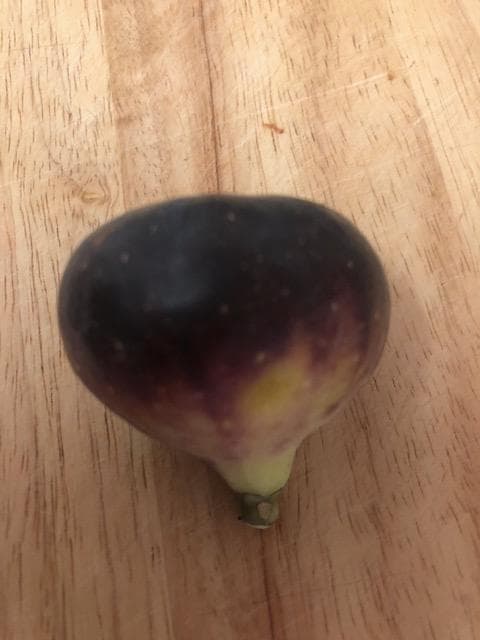 イチジクの剪定枝　 挿し木　接木　穂木