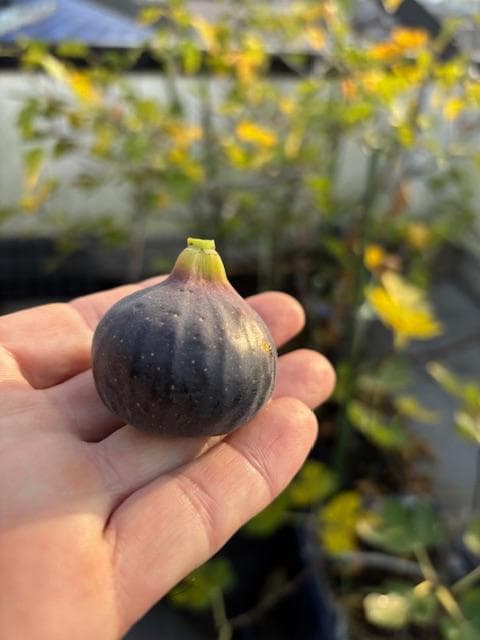 イチジクの剪定枝　 挿し木　接木　穂木