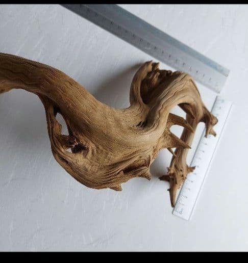 変木(龍神木)天然木根、希少、珍品、一点物❗