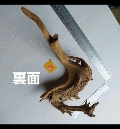 変木(龍神木)天然木根、希少、珍品、一点物❗
