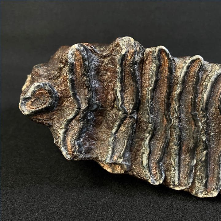 ナウマンゾウ　臼歯　(左下)　化石