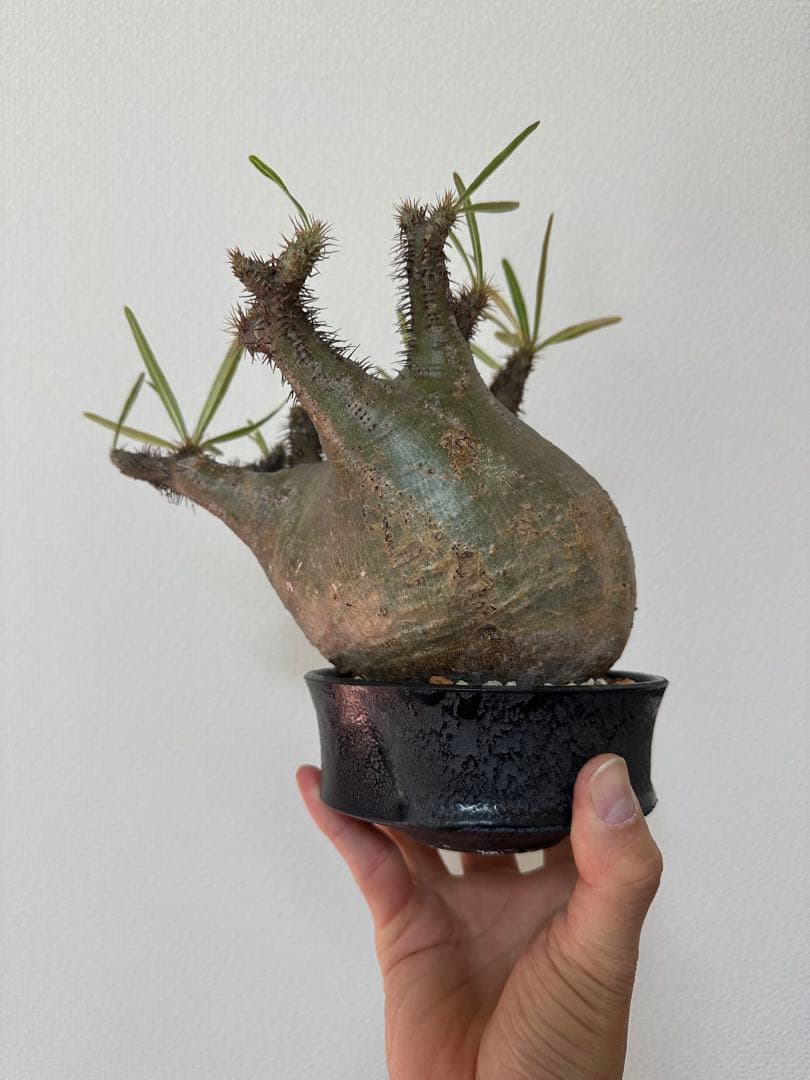 パキポディウム　グラキリス　たけろうポット