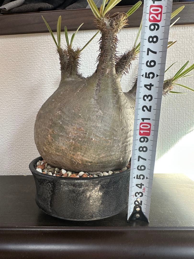 パキポディウム　グラキリス　たけろうポット