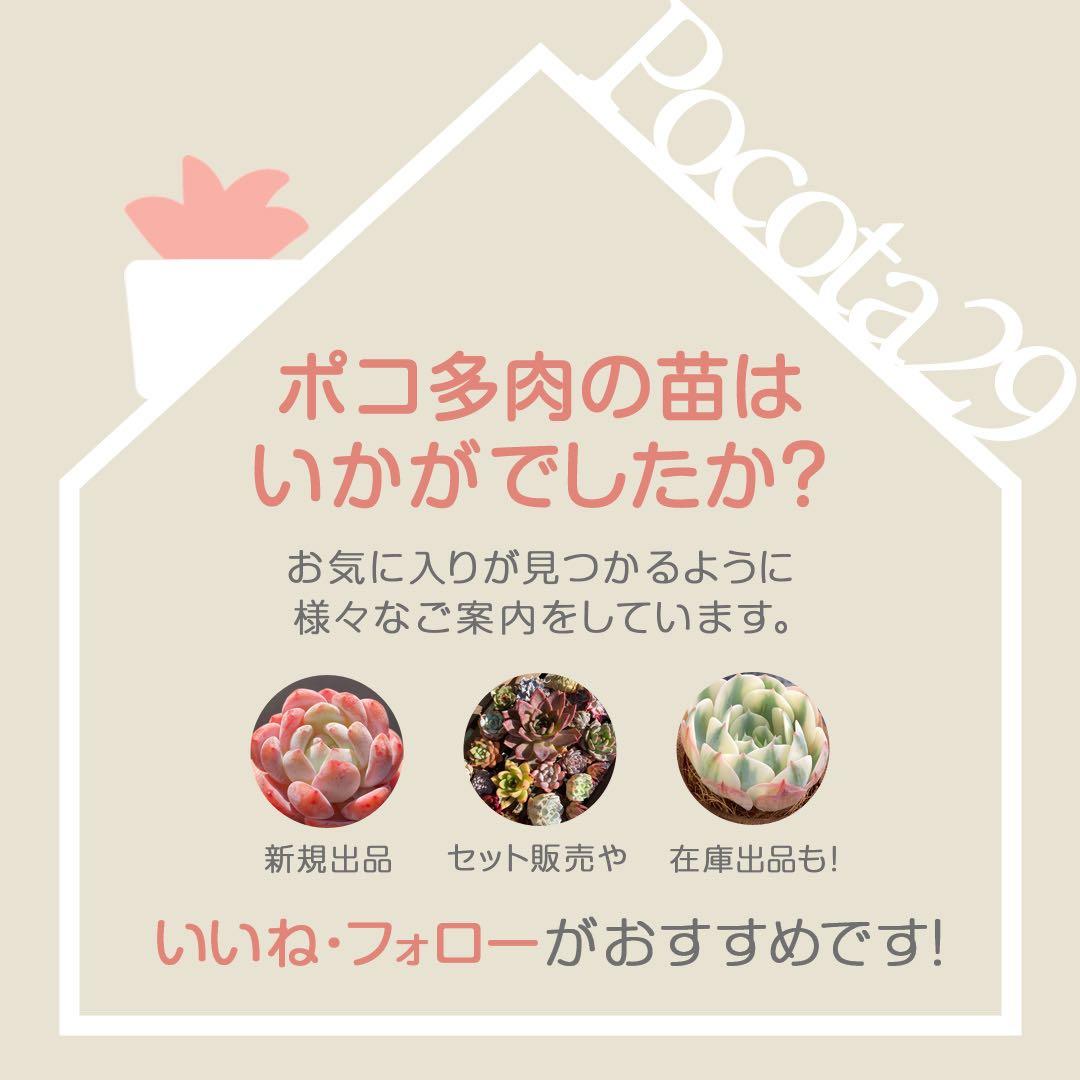 アエオニウム　韓国苗　フラワーダンス　多肉植物　ポコ多肉