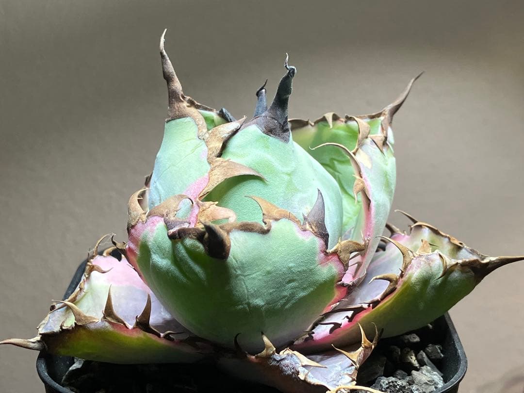 nk　リクエスト出品　鰐亀錦　BB錦　TC 匿名配送