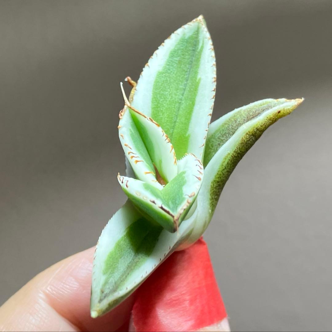 nk　リクエスト出品　鰐亀錦　BB錦　TC 匿名配送