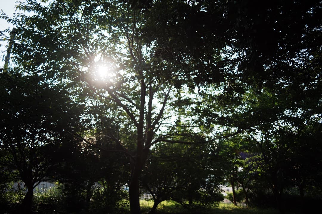 レンズ(単焦点) CONTAX Carl Zeiss distagon 28mm F2.8 432